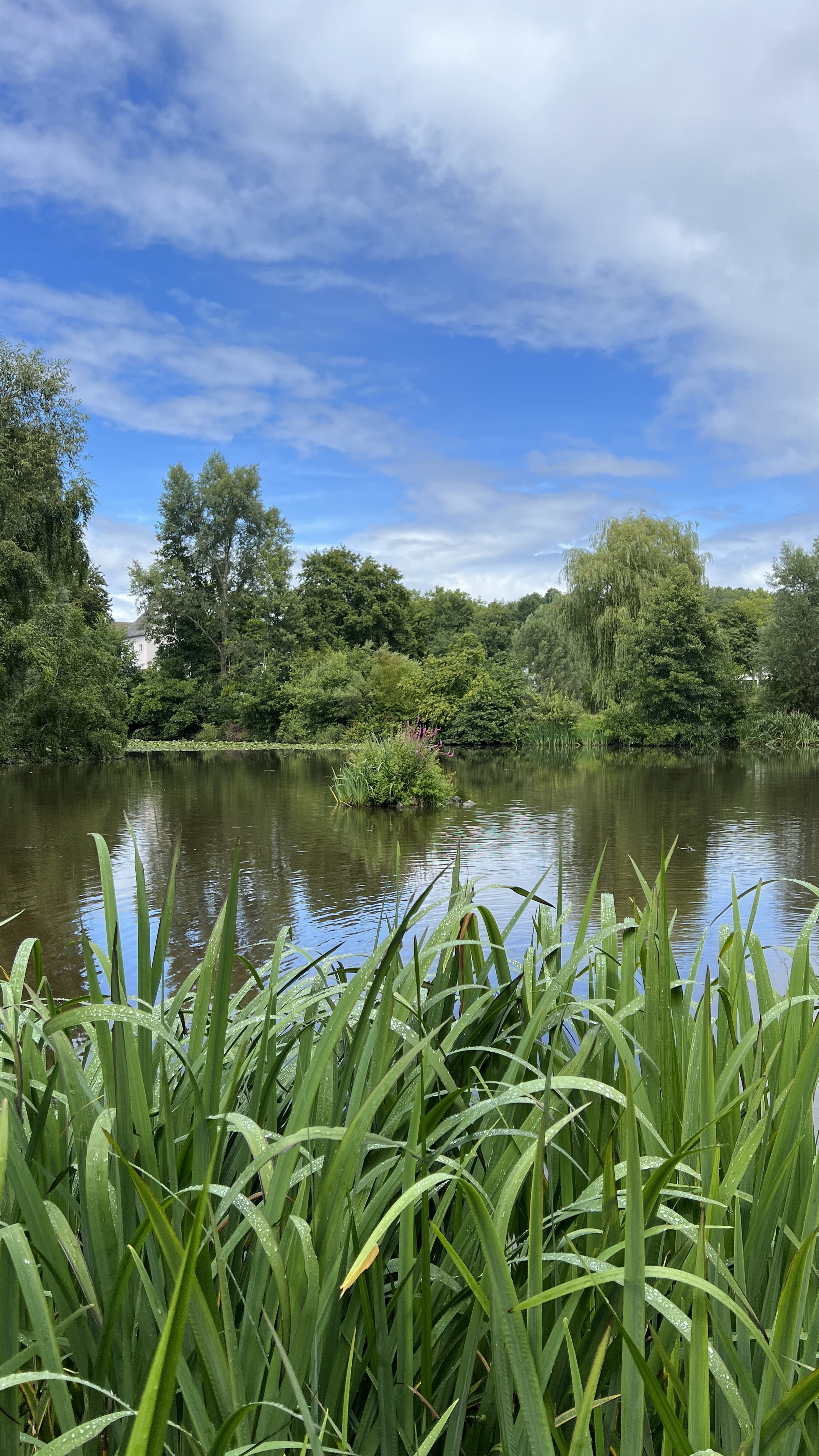 Natur, Draußen, Teich, Wasser, Land