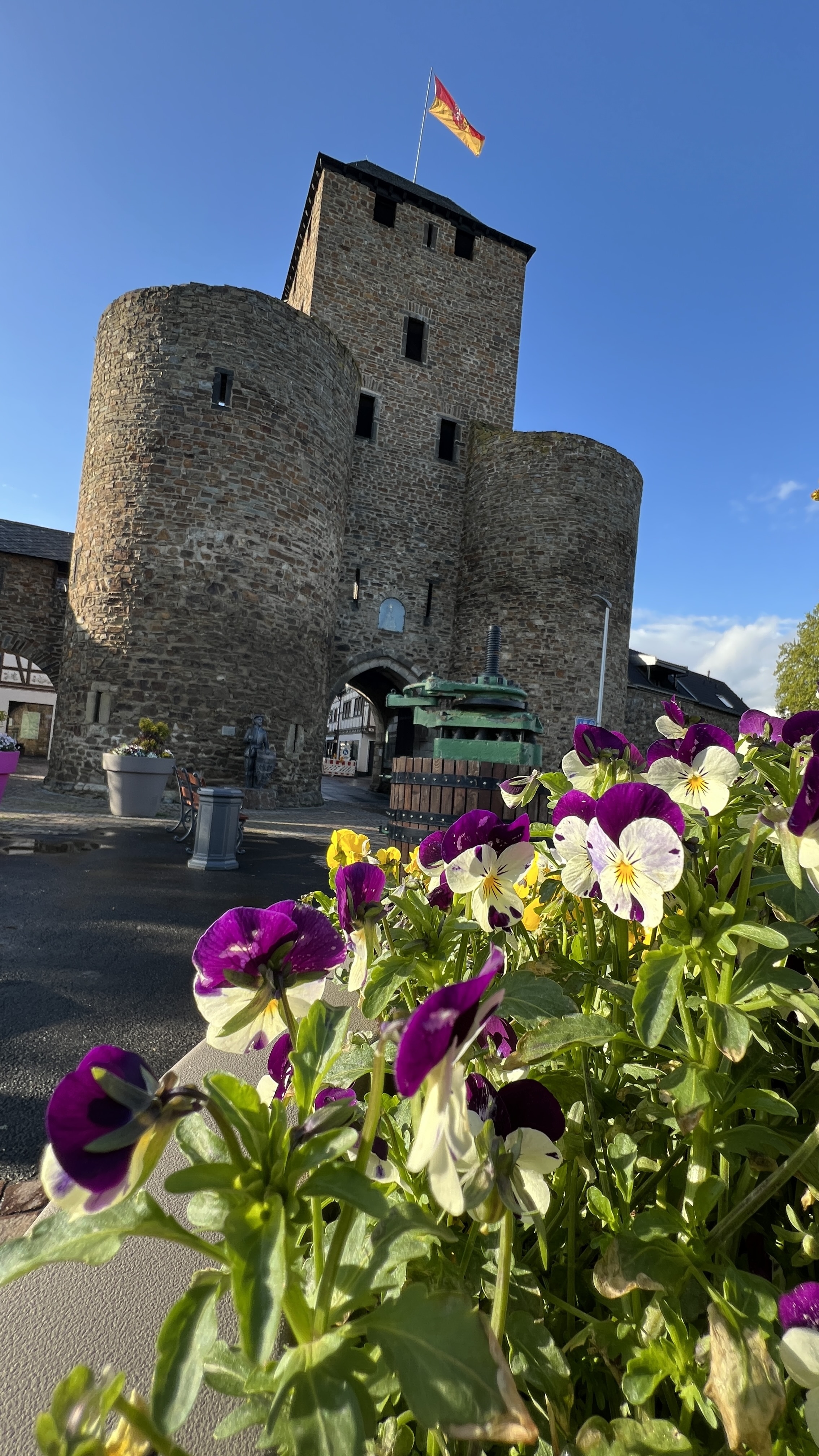 Blume, Geranie, Festung, Blütenblatt, Flagge