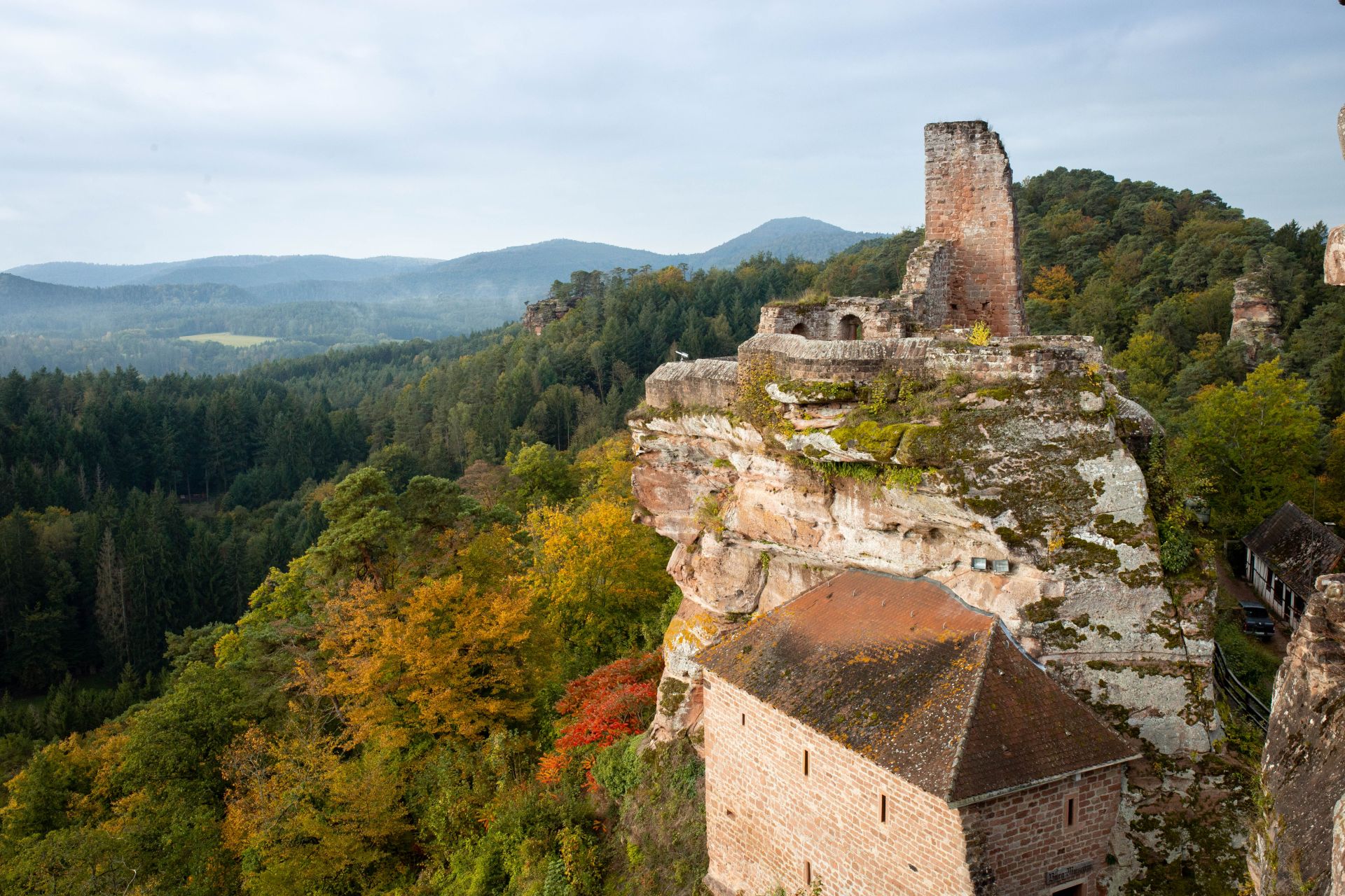 Pflanzenwuchs, Baum, Wald, Festung, Szenerie