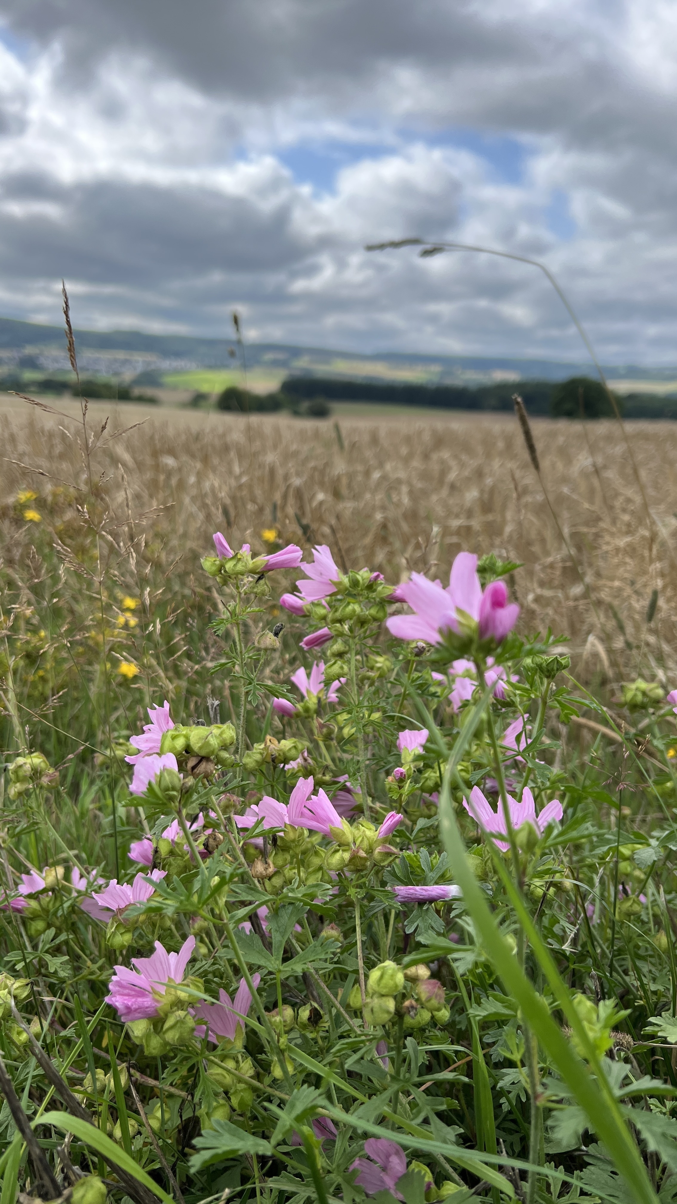 Feld, Grünland, Wiese, Geranie, Blütenblatt