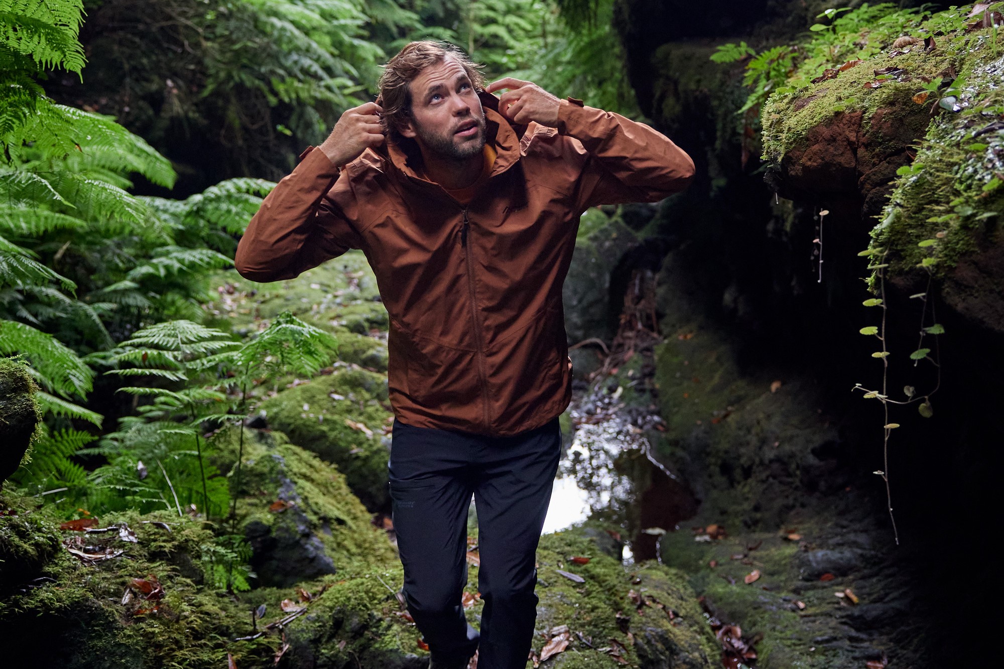 bap2348_03977_231209 (1) Mantel, Bewuchs, Regenwald, Farn, Dschungel