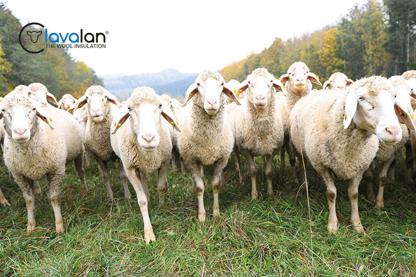 lavalan Tier, Vieh, Säugetier, Schaf, Herde